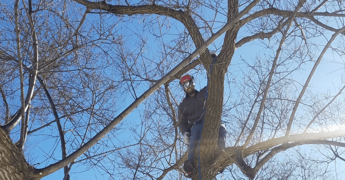 Tree pruning work being done by Crawford Tree and Landscape in Waukesha County ahead of winter