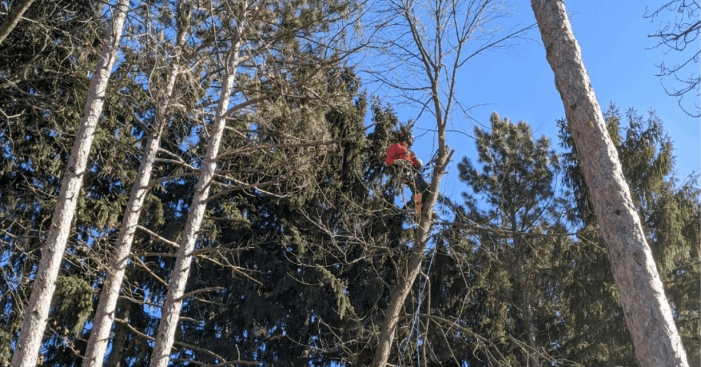 Tree service professionals clearing storm-damaged branches in Menomonee Falls, WI
