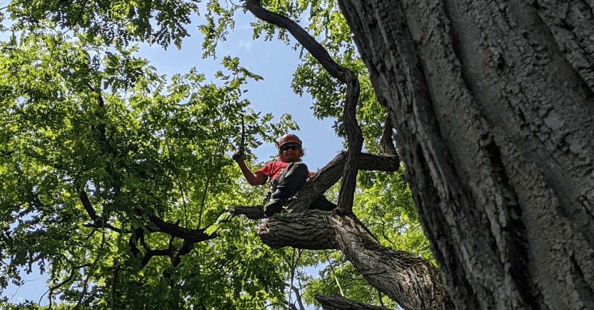 Expert tree service in Fox Point, WI. ISA-Certified Arborists providing safe removals, precise pruning, and tree care.