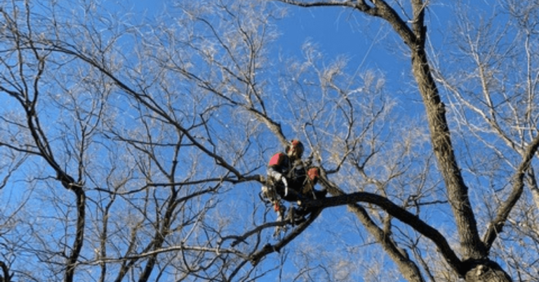 Tree doctor near me in Milwaukee ISA-certified arborist treating a mature tree in a neighborhood