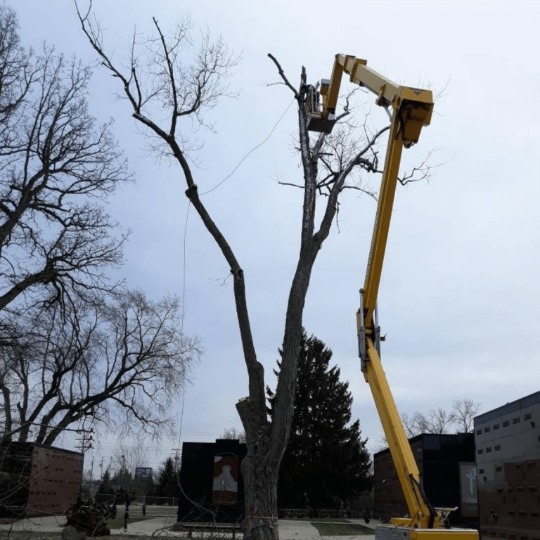 Crawford Tree & Landscape technician applying systemic pest control to a tree in Milwaukee