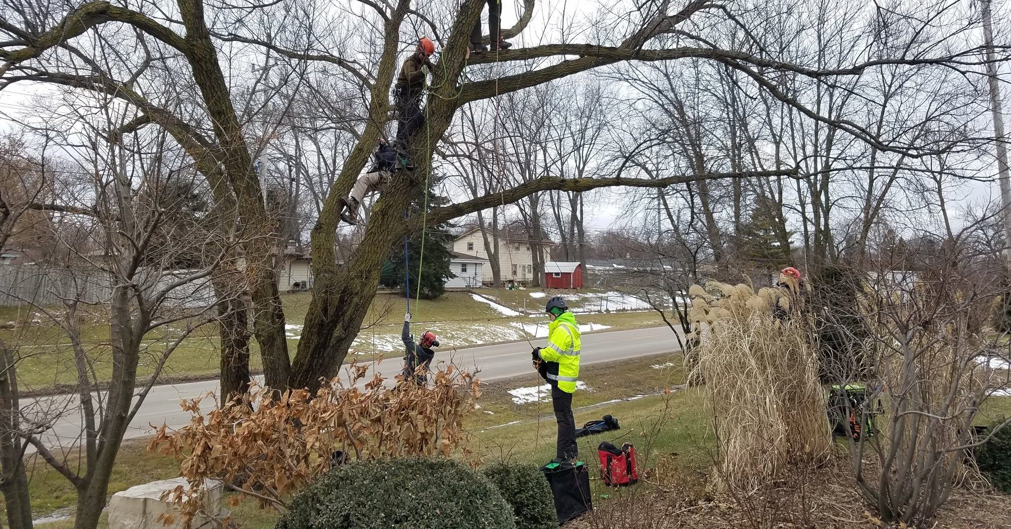 Arborist applying mulch and inspecting tree roots during winter in Milwaukee, WI