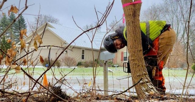 Storm Damage Prevention in Greater Milwaukee, WI: How to Get Your Trees Ready for Severe Weather