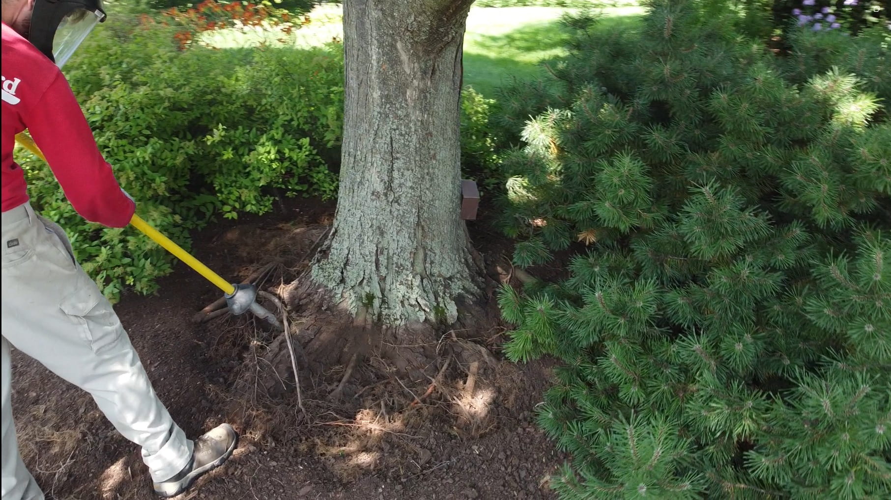 How to Keep Tree Roots Healthy During Dormancy