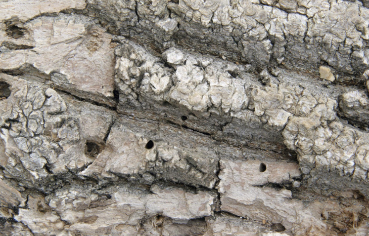 emerald ash borer damage on ash tree trunk and spotted lanternfly egg masses on tree bark showing invasive pest infestation and tree decline