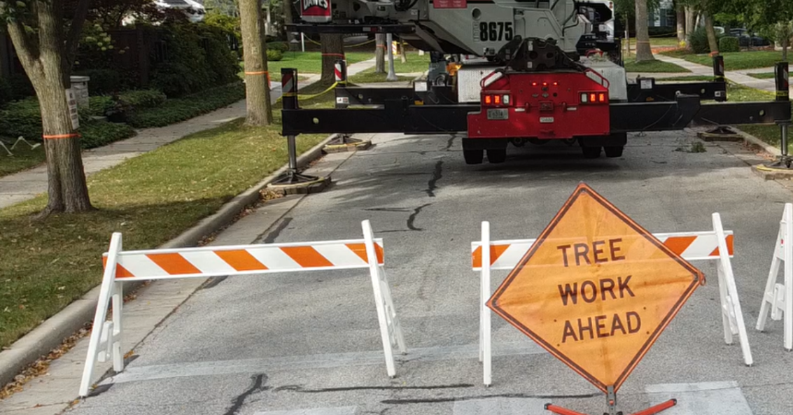 The Wauwatosa Tree Ordinance: Do You Need a Permit to Remove Your Tree?