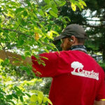 Alt text: Certified arborist pruning an ornamental tree in a Milwaukee landscape