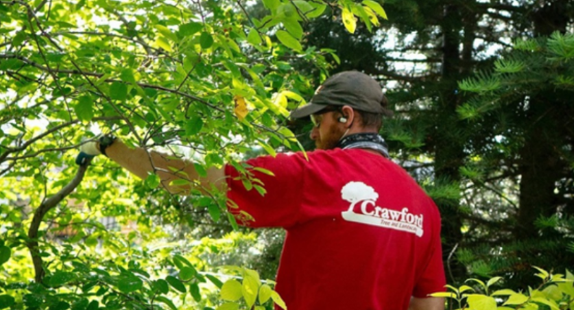 Alt text: Certified arborist pruning an ornamental tree in a Milwaukee landscape