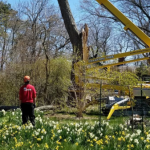 Professional arborist identifying structural decay in a large dead backyard tree.
