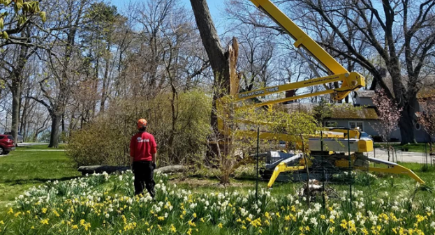 Professional arborist identifying structural decay in a large dead backyard tree.